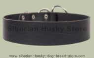 2 inch wide All Weather Collar for Siberian Husky-Leather Collar 2 inch wide All Weather Collar for Siberian Husky-Leather Collar