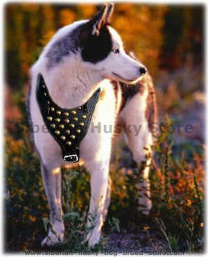http://www.siberian-husky-dog-breed-store.com/images/Akita-Inu-Siberian-Husky-dog-harnesses-with-handle-click-here.jpg