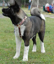 Luxury handcrafted dog harness made To For Akita Inu