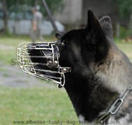 Siberian Husky muzzle