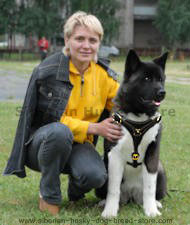 Tracking /Walking dog harness made of leather for Akita Inu-H3 Tracking /Walking dog harness made of leather for Akita Inu-H3
