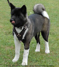 Exclusive Luxury Handmade Padded Leather Dog Harness for Akita Exclusive Luxury Handmade Padded Leather Dog Harness for Akita