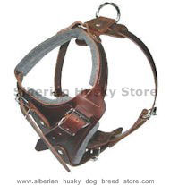 How to Put on a Dog Harness on siberian husky How to Put on a Dog Harness on siberian husky