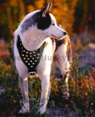 Siberian Husky Studded Walking dog harness- handmade harness Siberian Husky Studded Walking dog harness- handmade harness