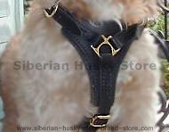 Walking leather dog harness for Siberian Husky also for tracking Walking leather dog harness for Siberian Husky also for tracking