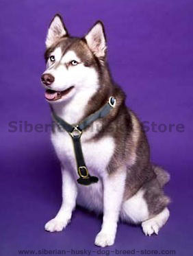 Luxury handcrafted dog harness made To For Siberian Husky Luxury handcrafted dog harness made To For Siberian Husky