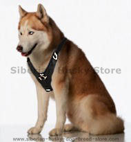 Exclusive Luxury Handcrafted Padded Leather Dog Harness Exclusive Luxury Handcrafted Padded Leather Dog Harness