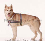 Siberian Husky Tracking/Pulling Leather Dog Harness Siberian Husky Tracking/Pulling Leather Dog Harness