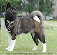 Akita Inu Studded Walking leather dog harness Akita Inu Studded Walking leather dog harness