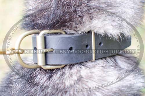 Rust-resistant brass hardware on leather Husky collar