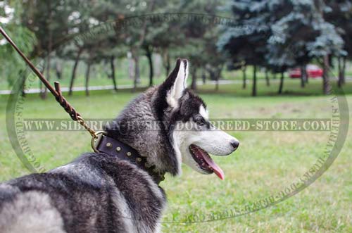 Decorated leather collar for Siberian Husky walking