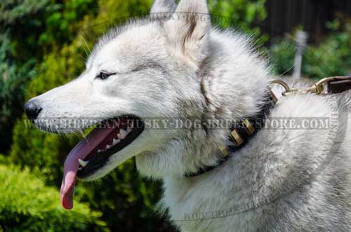 Designer collar for Husky with golden lates