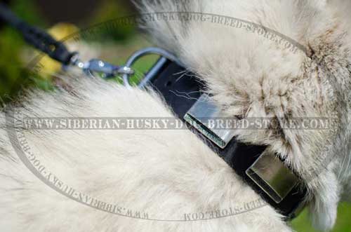 Designer dog collar carefully adorned
