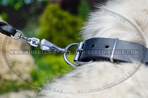 Designer dog collar with reliable fittings