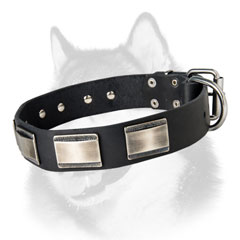 Designer leather dog collar for Siberian Husky dogs