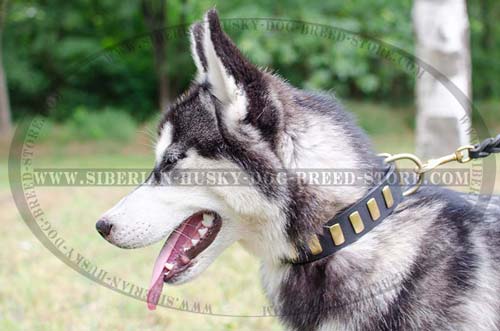 Designer leather dog collar for Siberian Husky walking