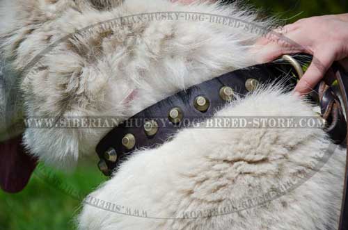 Fashion collar for Siberian Husky walking