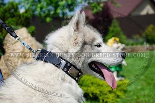 Fashion collar for Siberian Husky with studs and plates