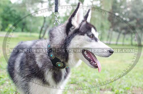 Fashion dog collar for Husky incrusted with blue stones