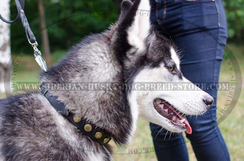 Studded fashion leather dog collar for Siberian Husky