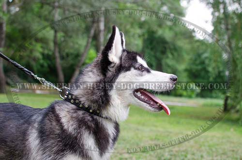 Fashion dog collar for Siberian Husky made of genuine leather