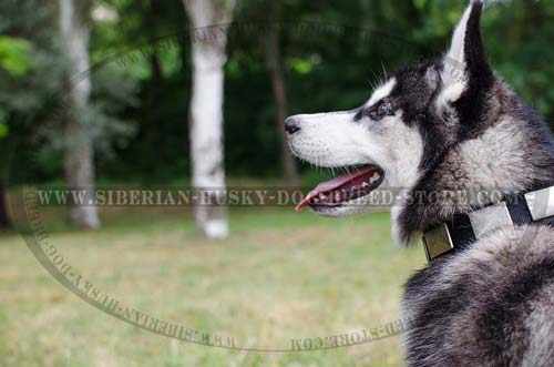 Fashion dog collar for Siberian Husky made of nylon