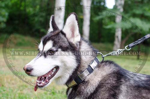 Handmade Husky collar for walking