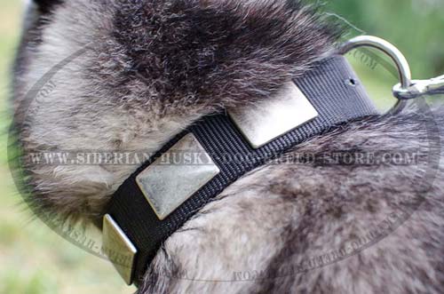 Husky designer collar with massive plates