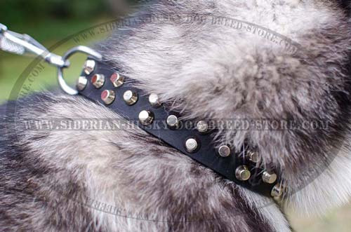Husky designer collar with silver-like studs