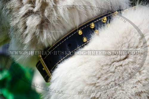 Leather dog collar for Husky stitched and riveted