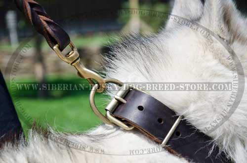 Leather dog collar for Husky with nickel plated hardware