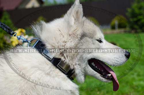 Leather dog collar for Husky with silver plates