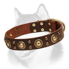 Leather dog collar for Siberian Husky with brass conchos