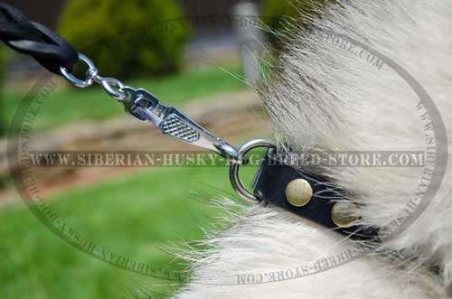 Designer nickel plated fittings of leather Siberian Husky collar