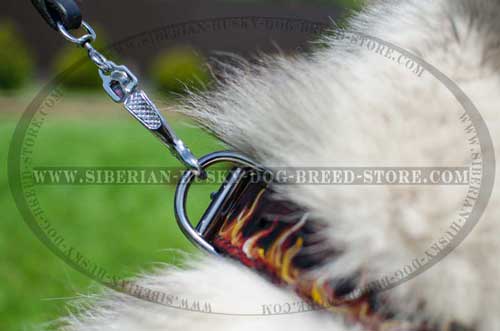 Durable nickel plated fittings of leather Siberian Husky collar
