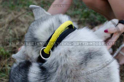 Nylon collar with comfortable handle for Siberian Husky