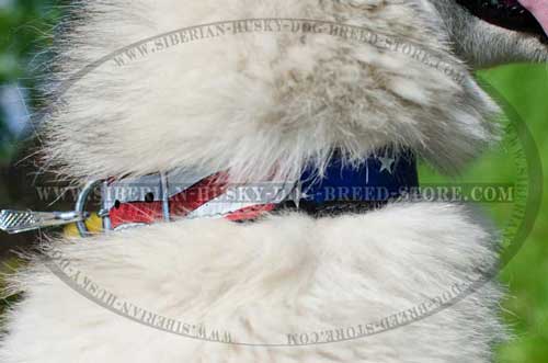 Painted collar for Siberian Husky american pride