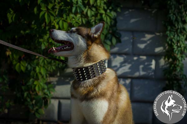Leather dog collar with 5 rows of spikes and studs