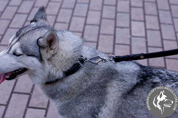Siberian Husky collar with adjustable buckle