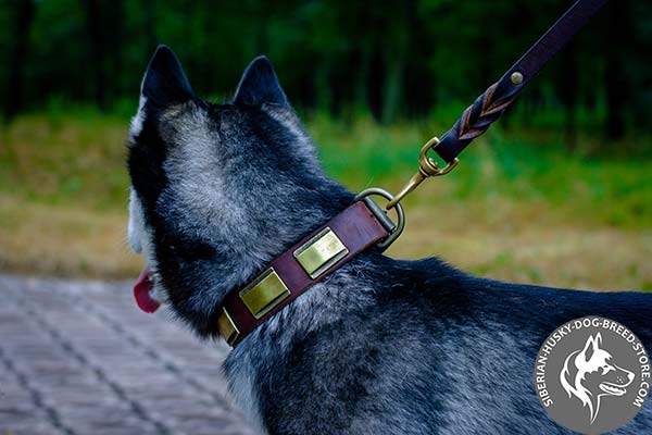 Leather dog collar adorned with brass plates