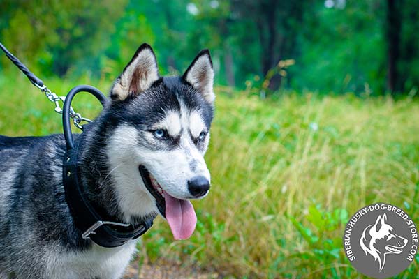 Siberian Husky collar for agitation training