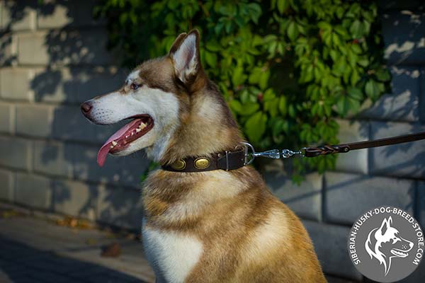 Siberian Husky leather collar decorated with brass ovals