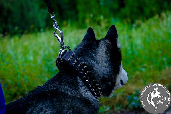 Siberian Husky collar with corrosion resistant nickel fittings