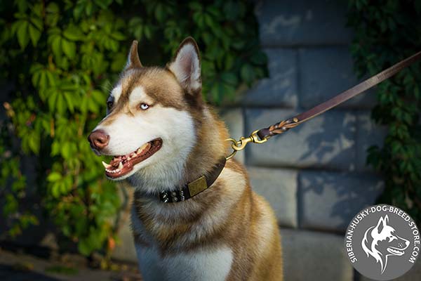 Designer dog leather collar