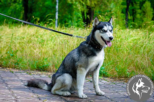 Siberian Husky collar for active dogs handling