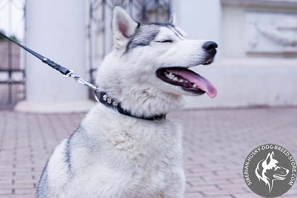 Dog-safe collar for Siberian Husky