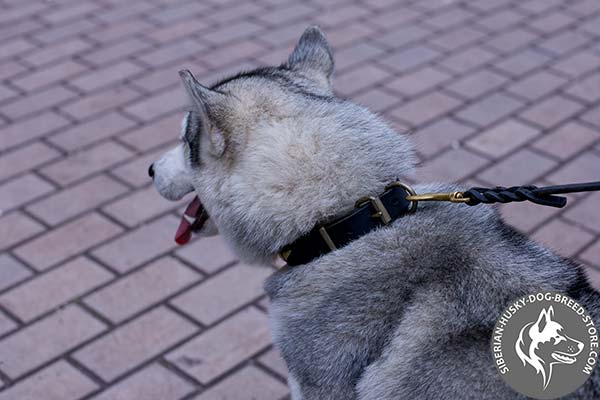 High-grade Siberian Husky collar with durable steel old brass plated hardware