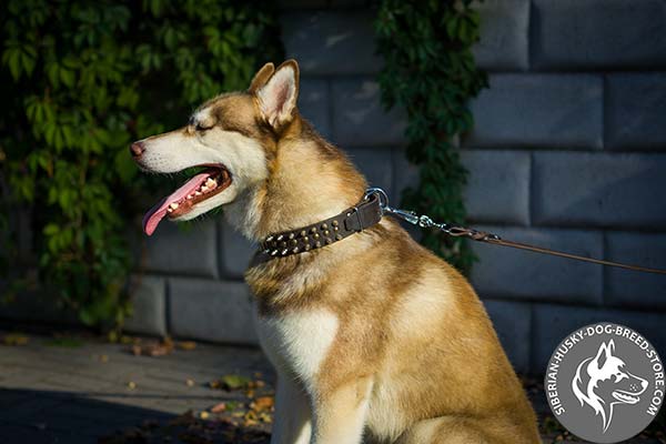 Siberian Husky genuine leather collar for everyday walking