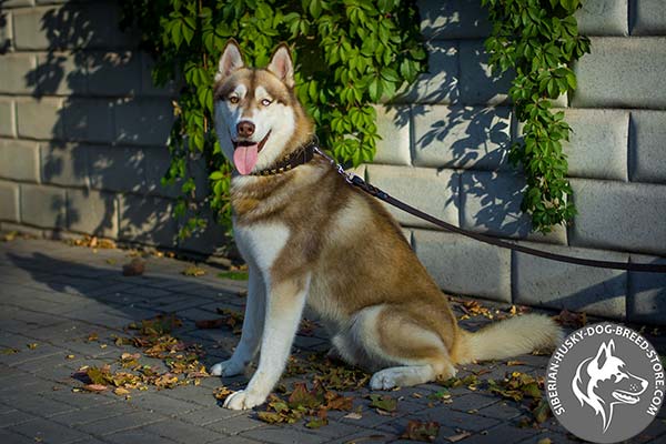 Siberian Husky genuine leather collar for handling