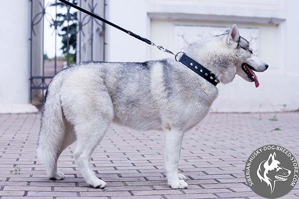 Siberian Husky leather collar with nickel-plated hardware